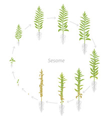 Round crop stages of Sesame. Growing Sesame plant. Also called benne. Sesamum indicum. Vector flat Illustration circular animation progression.