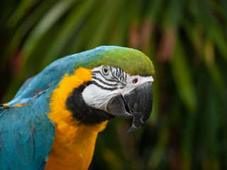 Blue and Gold Macaw Parrot sits for a portrait