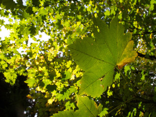 Backlit Green Leaves