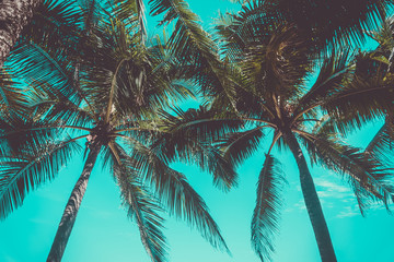 Fototapeta na wymiar Tropical palm leaf with bokeh blue sky and sun light background.