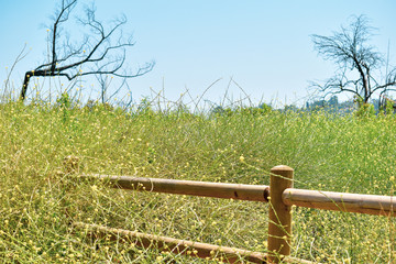 Fototapeta premium Fence & field of flowers