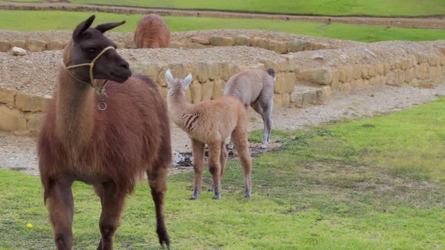 Llamas on the grass