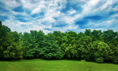 Fototapeta na wymiar Kentucky Bluegrass Backyard Trees line with Dramatic Cloudy Background Forest sustaining fresh air habitat for native trees, animals and ecology.