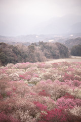 三重県 いなべ市農業公園 梅