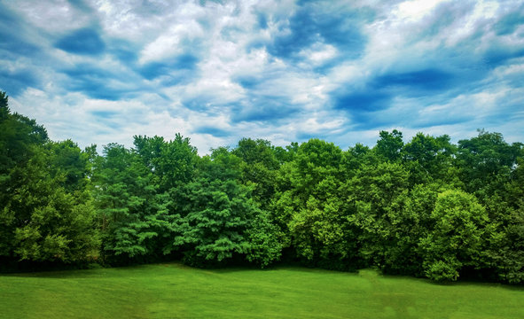 Kentucky Bluegrass Backyard Trees line with Dramatic Cloudy Background Forest sustaining fresh air habitat for native trees, animals and ecology. © Theodore