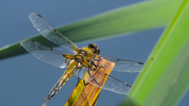 Dragonfly are sitting on a leaf near the river, The dragonfly catching on the tree branch and wood stump at outdoor, Beautiful dragonfly in the natural habitat.