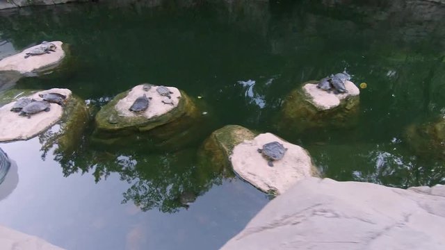 Sea turtles relaxing and sleeping at pond in groups