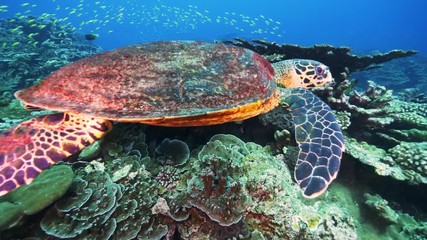 Sea turtle in pristine coral environment
