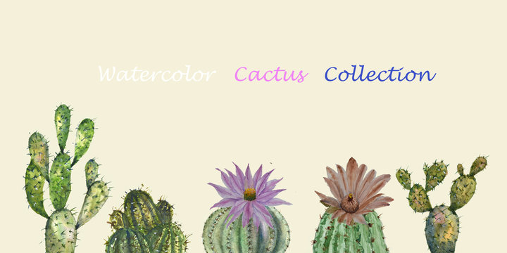 Watercolor cactus collection on soft background, watercolor illustrator hand drawn