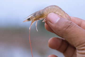 The hand is holding the white shrimp up. On the blurred background of the pond
