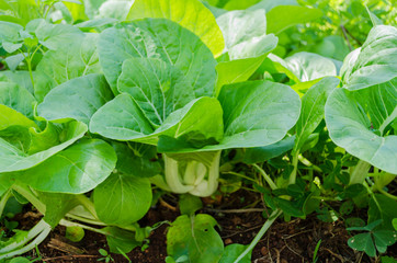 Bok Choy Side View