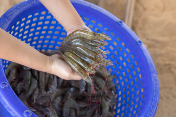 White shrimp placed on hand