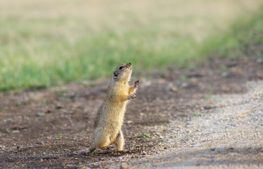 Naklejka na ściany i meble funny and cute European gopher dancing on his hind legs and reaches for something