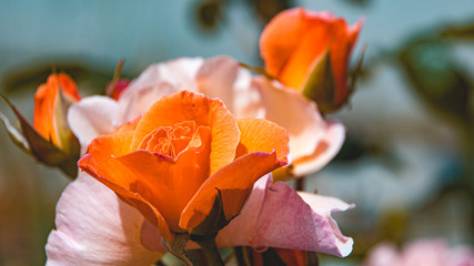 Beautiful flowers at our garden