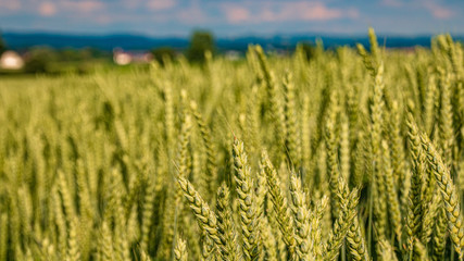 Beautiful wheat field details with cloudy sky