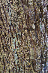 Bark. Texture. Tree