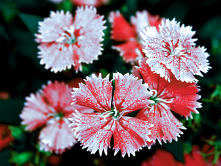 Sweet william flowers