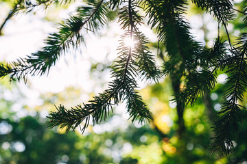 Obraz premium Fur tree branch. Light. Sun