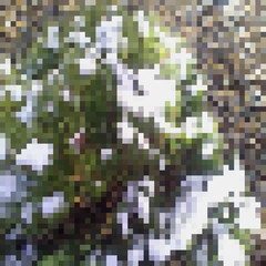 pine under the snow