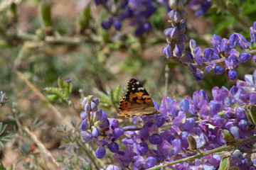 California Butterfly