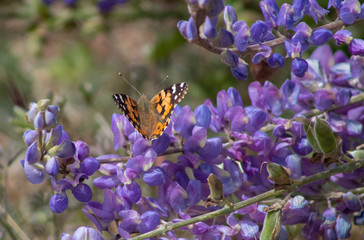 California Butterfly