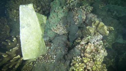 Plastic marine debris in the sea. 