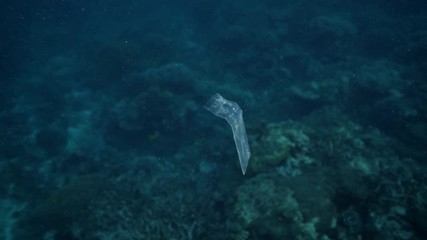 Plastic marine debris in the sea. 