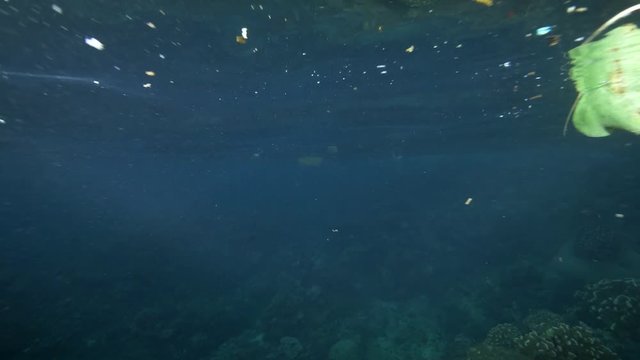 Plastic marine debris in the sea. 