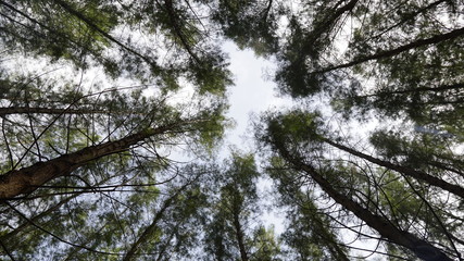 trees and sky