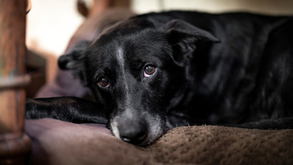 Older Black Labrador adoringly resting chin on pillow 