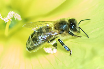 macro photo of bee on yellow flower