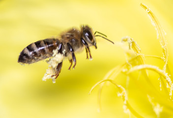 macro photo of bee on yellow flower