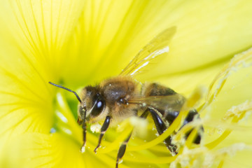 macro photo of bee on yellow flower
