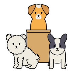 little dogs adorables mascots with carton box