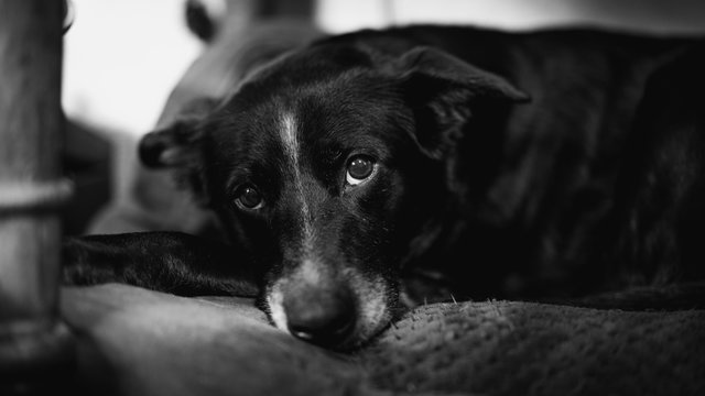 Older Black Labrador adoringly resting chin on pillow 