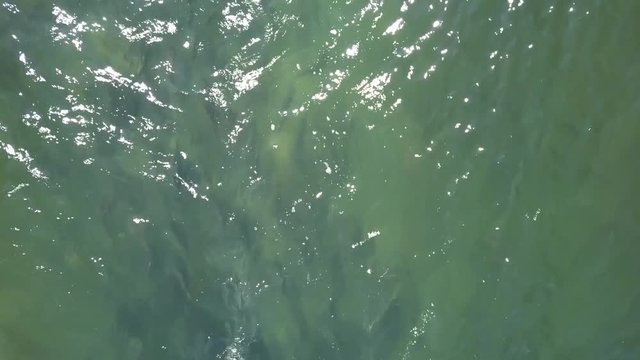 Aerial overhead shot, spawning salmon staging in a in lake before running up river. Bear Lake, Seward, Alaska.