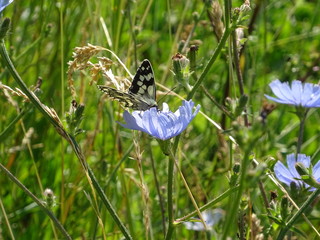 waldbrettspiel schmetterlin auf blauer blume in sch&ouml;ner blumenwiese