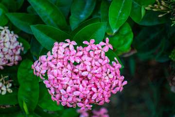 pink flowers in the garden