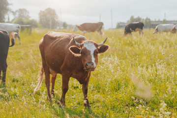  red cow in pasture in rural area.