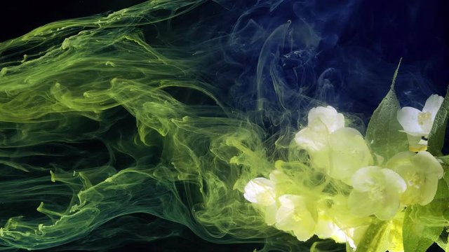 Blooming jasmine flowers. Colorful ink in water.