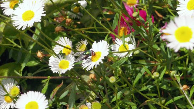 Footage of the Common Green Bottle Fly on a white daisy gathering pollen
