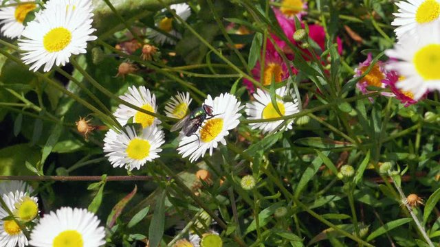 Footage of the Common Green Bottle Fly cleaning it's proboscis while on a white daisy