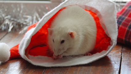 Christmas white rat in Santa Claus hat. Christmas rat or mouse