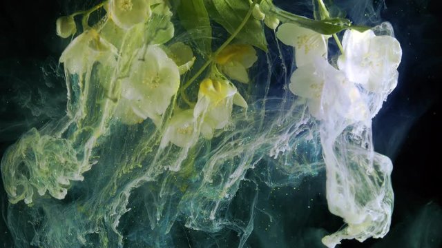Blooming jasmine flowers. Colorful ink in water.