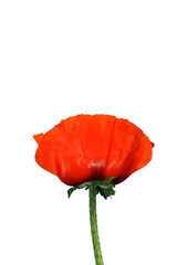 One red poppy isolated on white background. Symbol of memory, love and passion