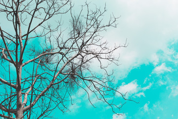 Branches on the sky background and cloud