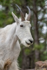 Majestic Rocky Mountain Goat portrait at the Black Hills of South Dakota near Mount Rushmore.  