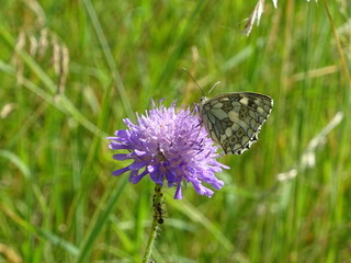 resedafalter schmetterling auf lila blume