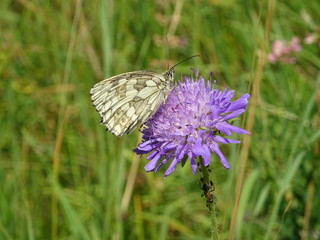 resedafalter schmetterling auf lila blume