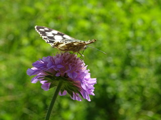 waldbrettspiel schmetterling auf lila blume